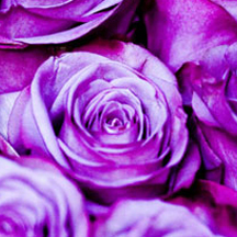 稳定的交易平台求的怎么简单攻击一个网站